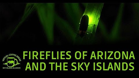 Coffee Break: Fireflies of Arizona and the Sky Islands