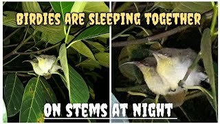Birdie Couple Sleeping Together 😴 On Stem At Night 🥰❤ #birds #pets #night #nature by Nini Nature Collection 🌶️ 9 views 3 weeks ago 3 minutes, 4 seconds