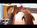 カワウソにぷりぷりのサクランボをあげたらこうなる　How Do Otters React to Cherries?