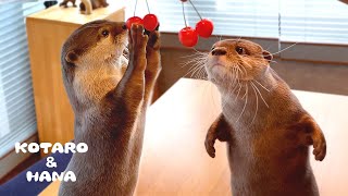 カワウソにぷりぷりのサクランボをあげたらこうなる　How Do Otters React to Cherries?