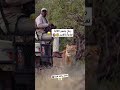 يصور الغابة تفاجأ ب الاسد Shorts Fyp Tiktok Explore Explorepage 
