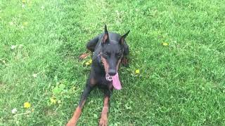 Chit Chat - Doberman Spay and Breeder details