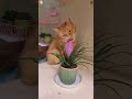 Cats are born to be professional comedians #feed #kittens #petstagram #funnyvideos #joke