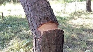 Krótka historia o wycinaniu drzewa / Działka Moje Hobby
