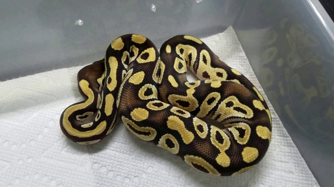 skins exclusivas fortnite Remaining for sale animals 2016, ball pythons