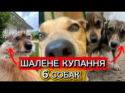 КУПАЄМО 6 СОБАК! ЧИМ ВСЕ ЗАКІНЧИЛОСЯ??? НЕ ВДАЛОСЯ?