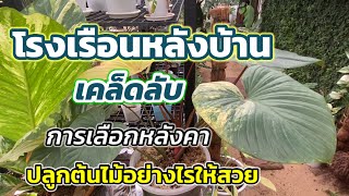 ปลูกต้นไม้ในโรงเรือนหลังบ้าน