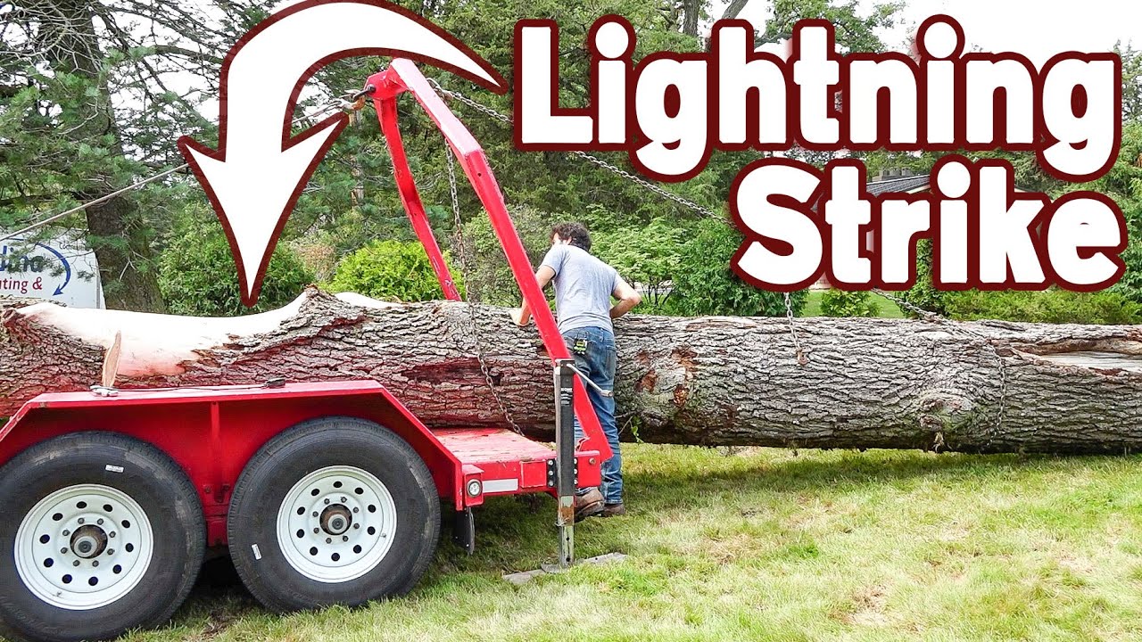 Picking Up A Walnut Tree That Was Struck By Lightning Urban Logging picking-up-a-walnut-tree-that-was-struck-by-lightning-urban-logging