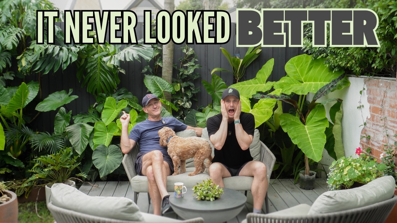 Summer Garden Update - an explosion of Growth