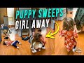 Puppy Sweeps Precious Girl Away Thinking She’s Playing With Her While Running Away