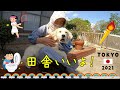【💖新しいエサ入れ】のあまりの輝きに恐怖を感じ逃げ回る子犬が可愛すぎる件 Golden Retriever ゴールデンレトリーバー