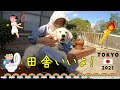 【💖新しいエサ入れ】のあまりの輝きに恐怖を感じ逃げ回る子犬が可愛すぎる件    Golden Retriever　ゴールデンレトリーバー