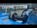 2025/07/30 シャチの公開トレーニング リン&アース編 【17:30の回】@名古屋港水族館