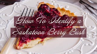How To Identify a Saskatoon Berry Bush