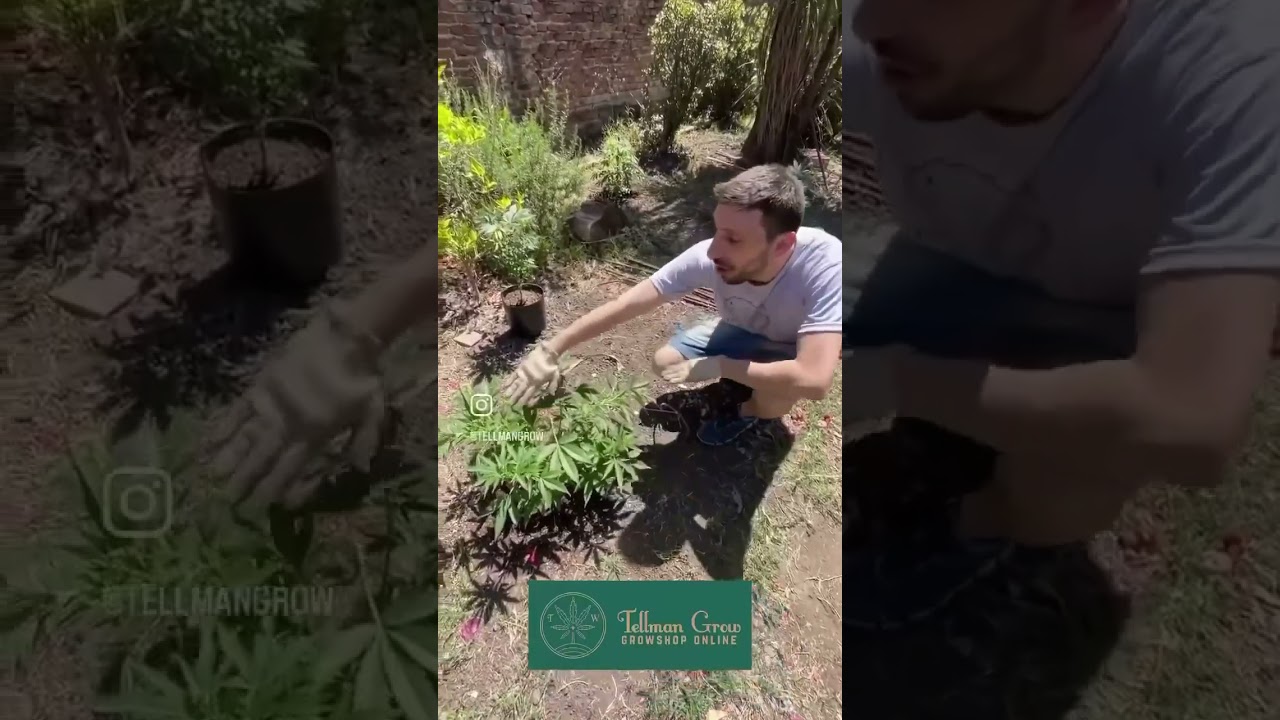 Sujeción temprana para controlar altura en exterior.