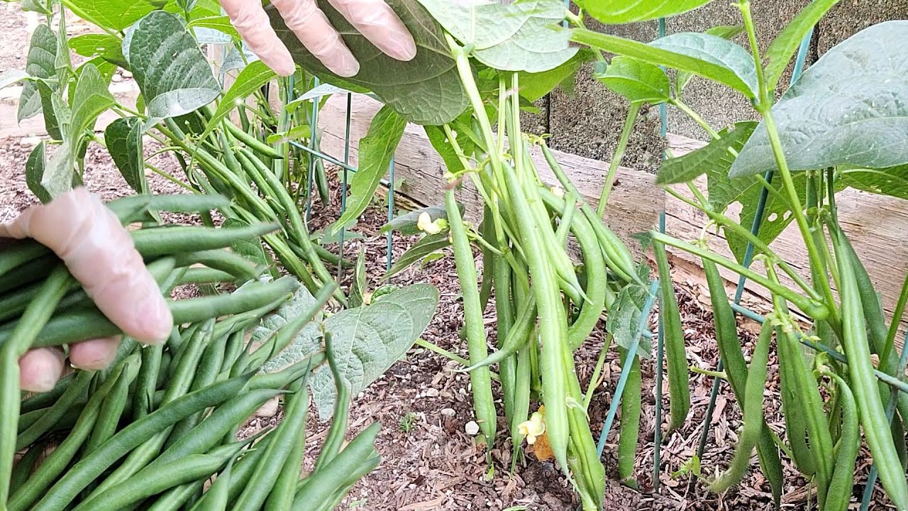 Làm Giàn Cho Cà Chua Cam Ngọt Leo- Bội Thu Đậu Que Đột Biến ̣Đầu Mùa Phát Thấy Mê