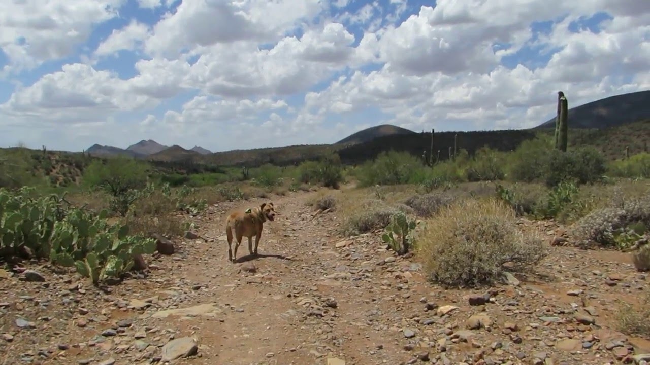 Simba Aryeh checking out Cave Creek, Arizona