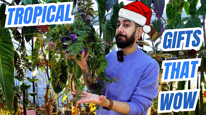 🎄 Unique Tropical Plants To Gift This Holiday, Perfect For Every Plant Lover