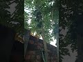 papaya kise pasand hai