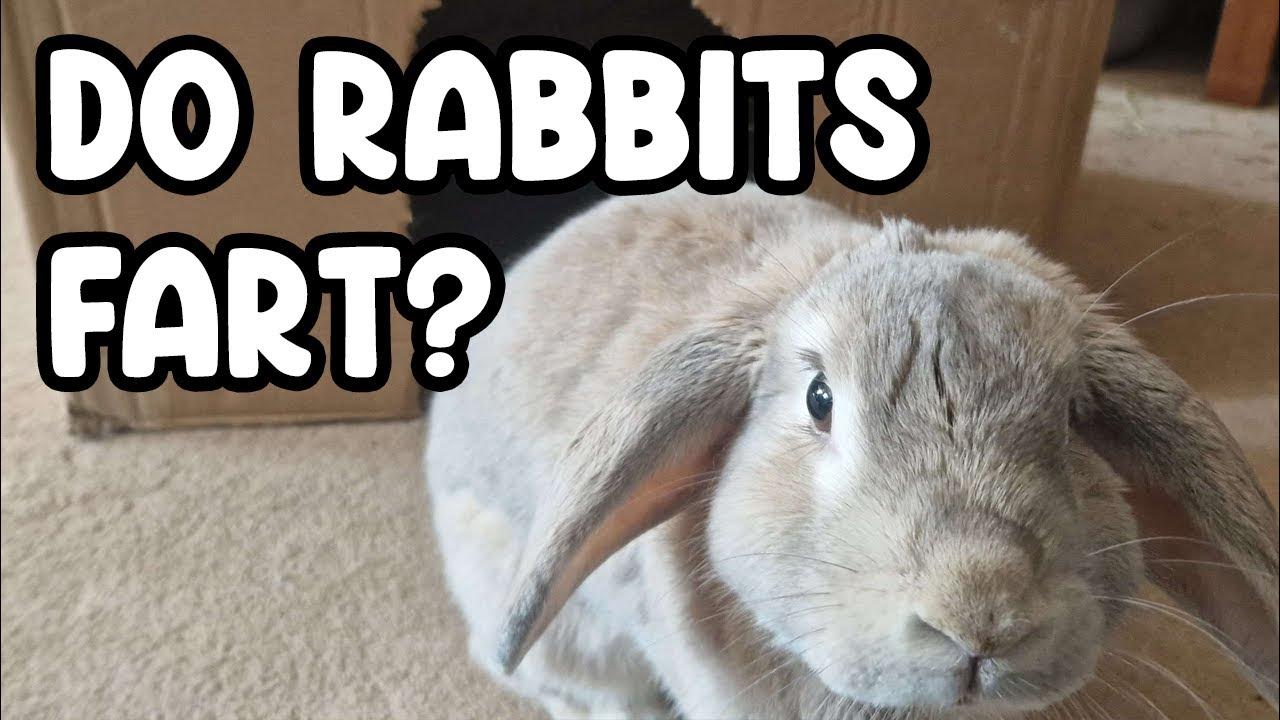 Rabbit Farts The Mystery Unraveled YouTube