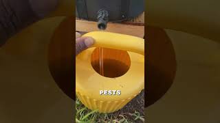 Earth worm castings compost tea. #earthwormcastings #wormcastingcompostea #composttea #gardentea