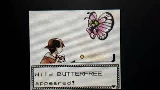 Bug Catching Contest Compilation 2020