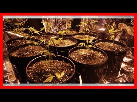 Vidéo: Racine De Cannabis