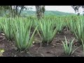 Aloe Vera, Cultivo de la Penca de Sábila - TvAgro por Juan Gonzalo Angel