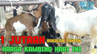 1 JUTAAN ‼️ BAKALAN JANTAN KAMBING JAWA RANDU DI PASAR HEWAN AJIBARANG TERBARU