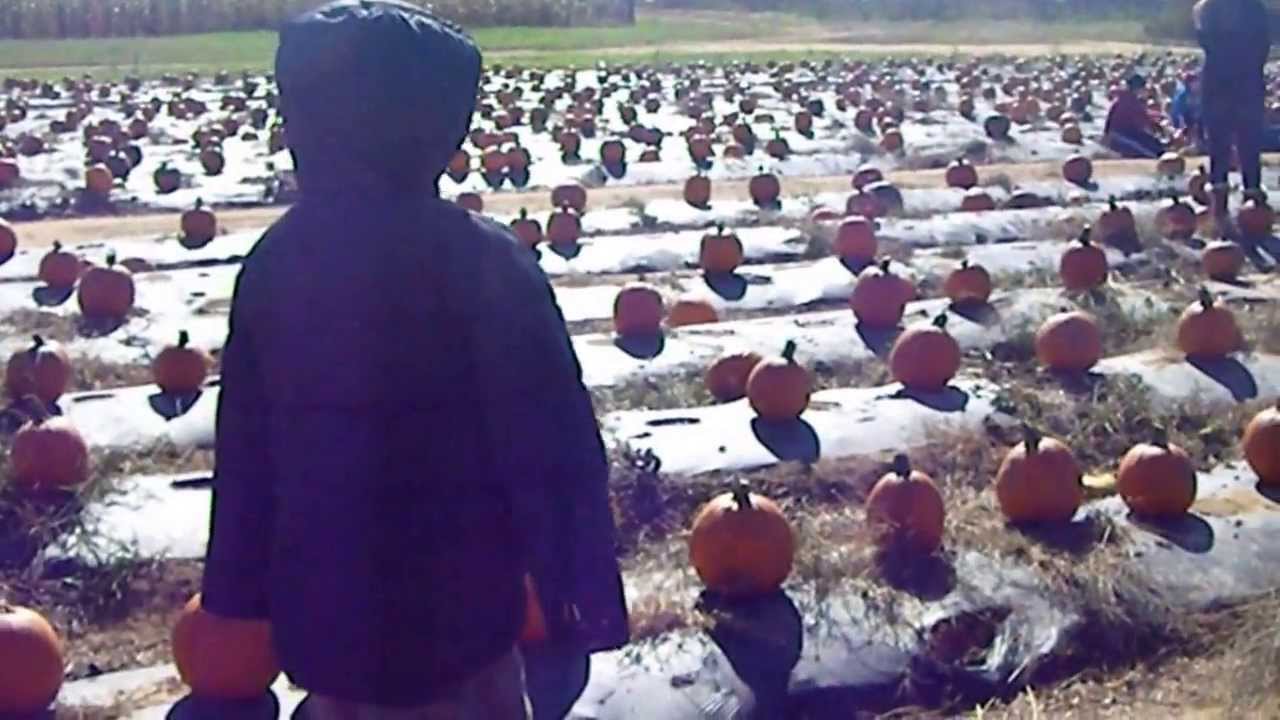 Finding the perfect pumpkin
