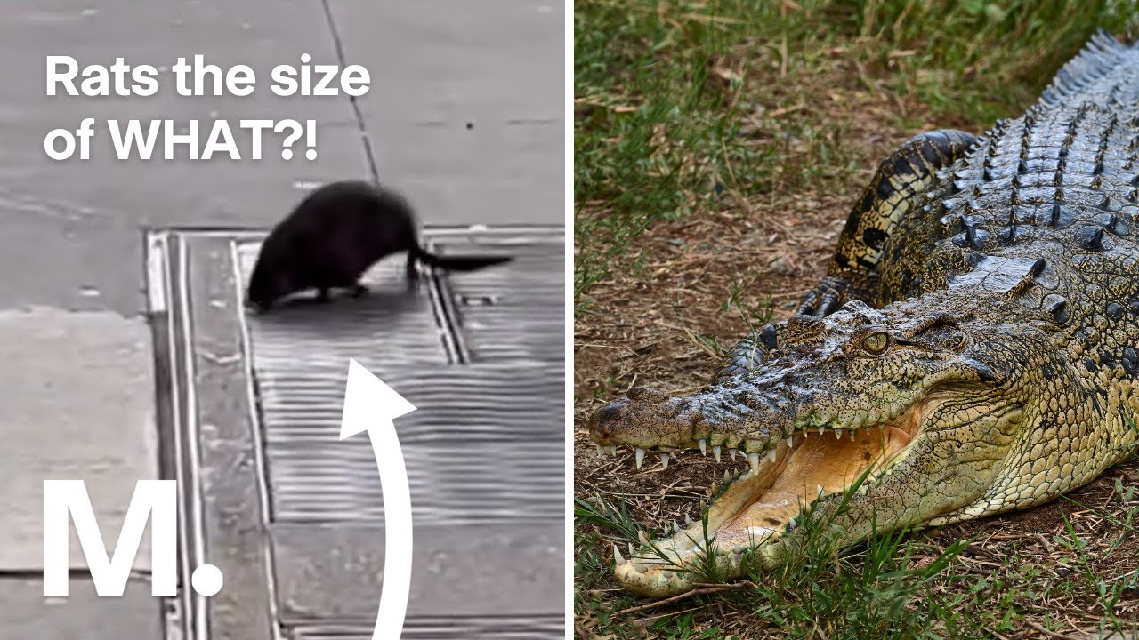 'Rats The Size Of Crocs' Is The Phrase Of The Day - YouTube