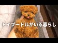 トイプードルを飼ったらこんな生活が待っています / 1歳 成犬 女の子 /ドッグラン お風呂 しつけ 食事 ごはん