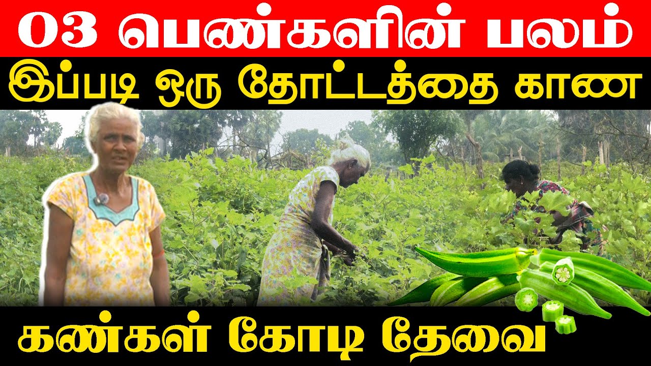 வீடு முழுவதுமே பயிர்கள் - பனிக்காலத்தில் காய்க்கும் கௌபி!! #Vavuniya #Orvasani