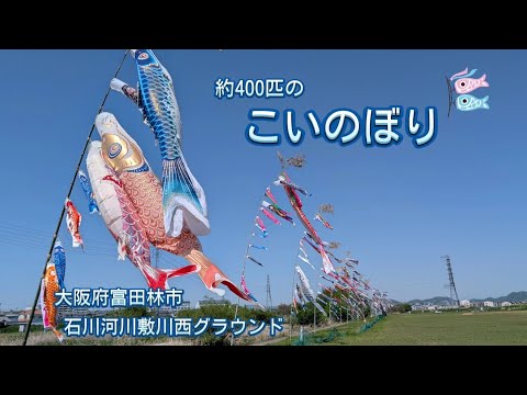 富田林市・石川河川敷こいのぼり 🎏 〜石川リバーサイドサイクルライン〜