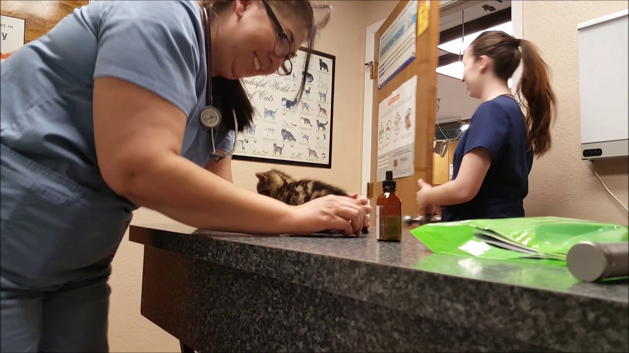 Kanga Roo's First Vet Visit