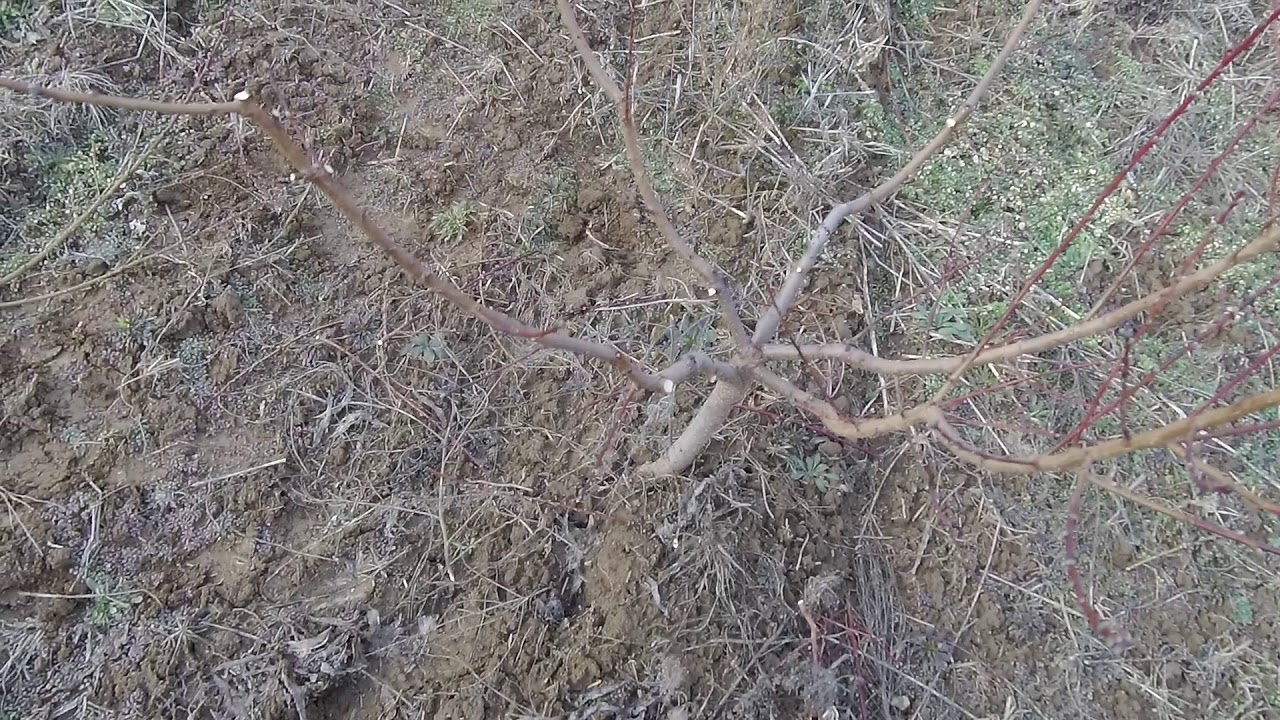 Őszibarack koronaalakítás Royal Gem fajtán