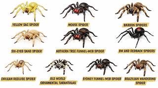 Top 10 Most PAINFUL Spider Bites RANKED and EXPLAINED