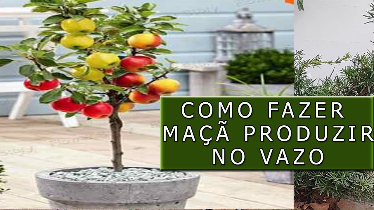 COMO FAZER MUDA DE MAÇÃ PARA PRODUZIR NO VASO - YouTube