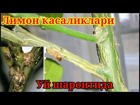 Video: Uyda Limon