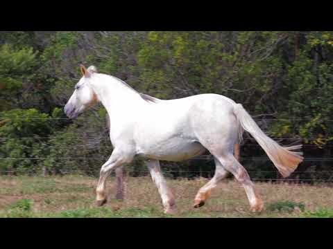 Lote 16 - Jaguatirica de Recanto Crioulo