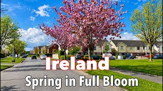 4K driving Tour - Dublin Ireland 2026 | Phoenix Park - The Charm of Spring Season | UHD 60FPS 
