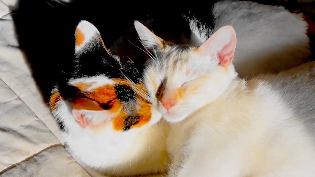 【ほっぺにチューしながら眠る猫たち】Cats sleeping while kissing on the cheek