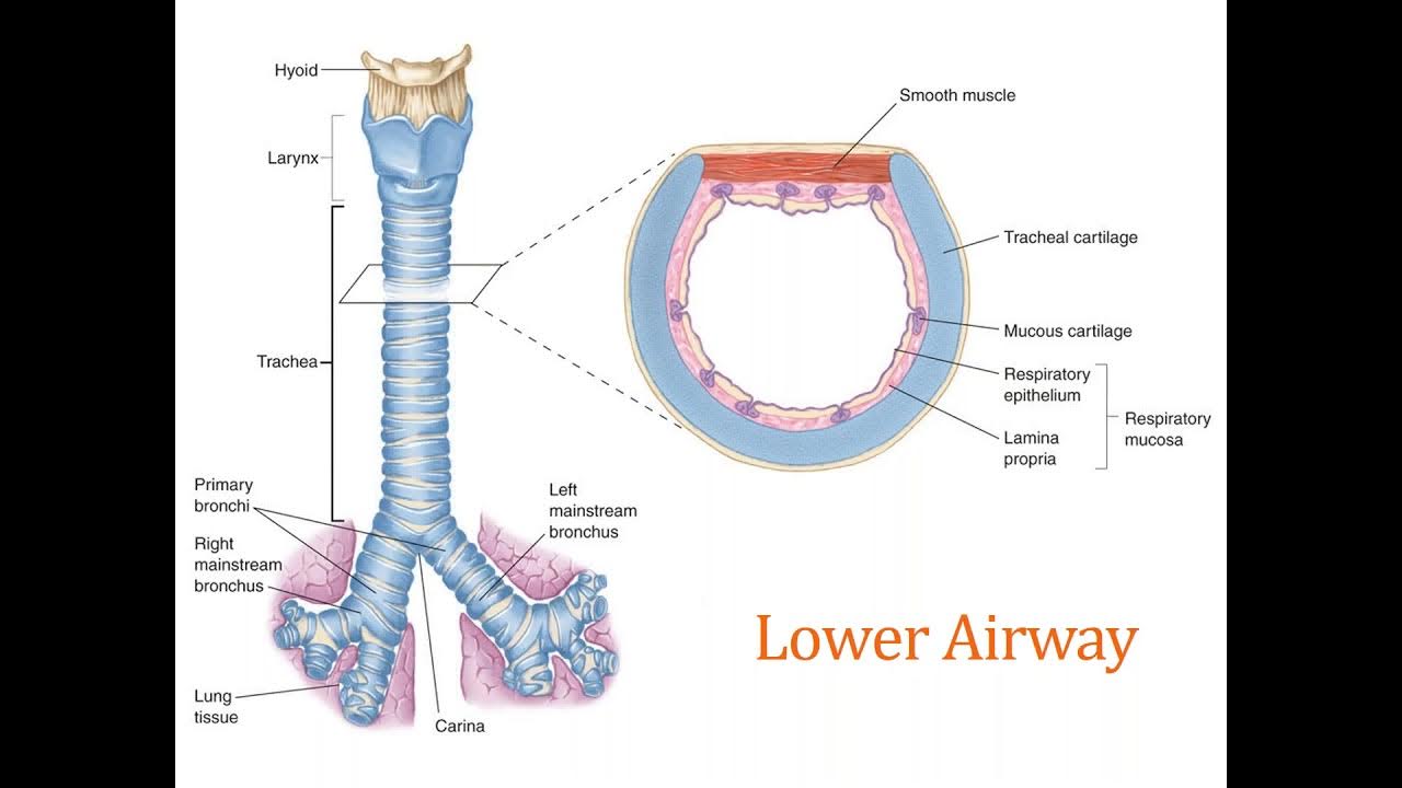 Chapter 10 Airway Management YouTube