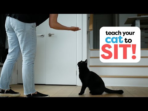 Video: Cat Training: hoe u uw kat leert zitten