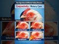 Different Disease in Poultry