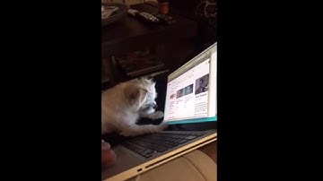 Pup Chasing Mouse Cursor