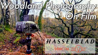 HASSELBLAD 6x6 Medium Format Autumn Woodland Photography with my HASSELBLAD 6x6 Medium Format Autumn Woodland Photography with my