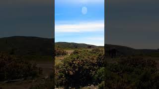 Caballos salvajes #galicia