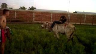 Guerreros pulpones Vado de san pedro silencioso jr