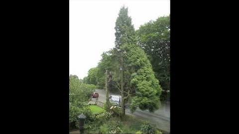 Branching out tree services